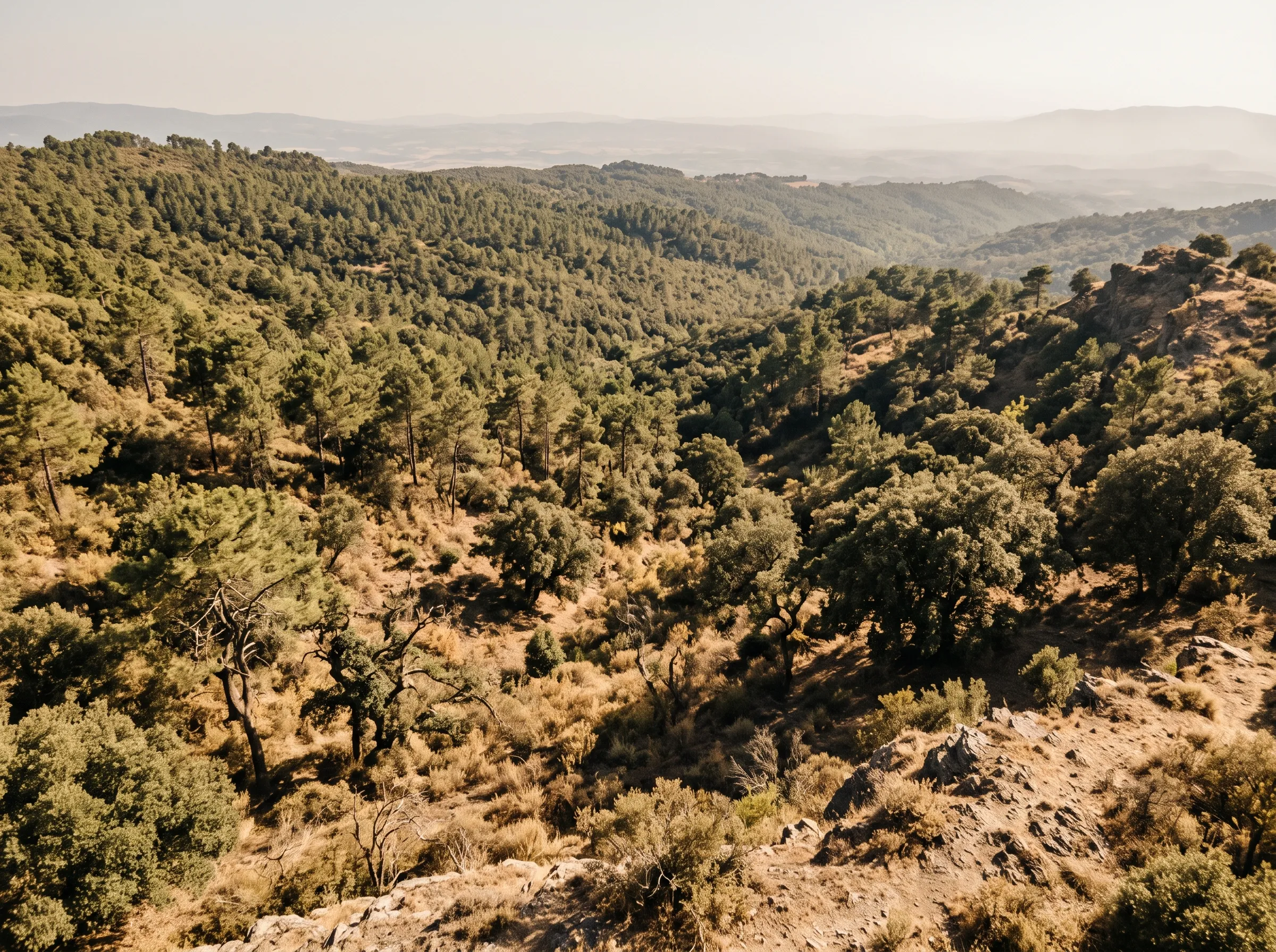 Bosco di pini e lecci su un crinale toscano in estate
